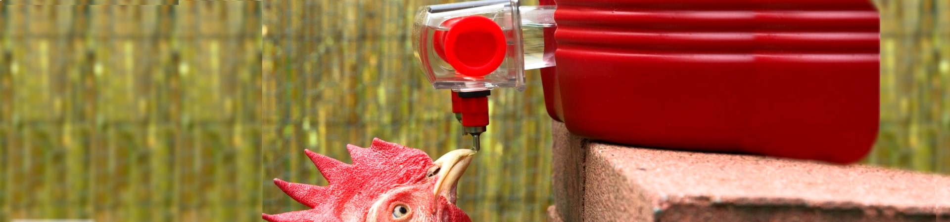 8 Best Chicken Waterers - No More Worries With Watering! (Winter 2023)