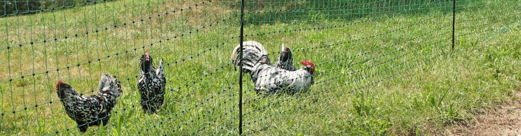 8 Best Chicken Fencings – Protect Your Poultry from Predators! (Winter 2023)