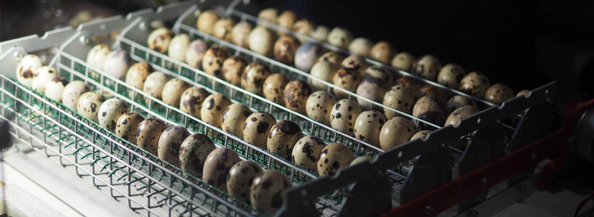 5 Best Quail Egg Incubators - No Further Worries About Hatching (Winter 2023)