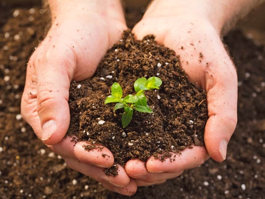 How to Sterilize Soil: Tips from Professionals!