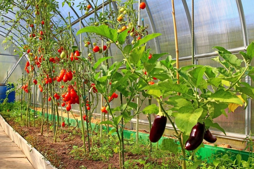 What to Grow in a Greenhouse in Summer? Best Plant Ideas!
